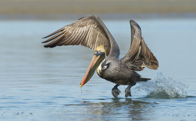 Brown pelican / Bruine pelikaan