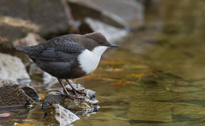 Black-bellied dipper / Zwartbuikwaterspreeuw