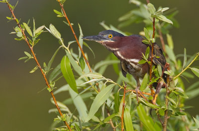 Green Heron / Groene Reiger