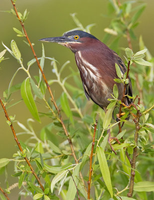 Green Heron  / Groene Reiger 