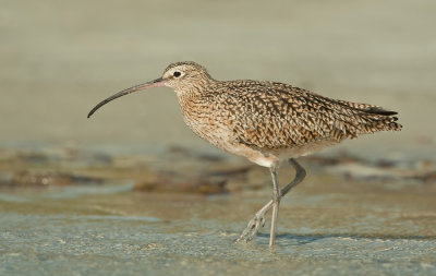 Long-billed curlew / Amerikaanse wulp