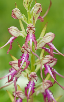 Balkan Lizard Orchid / Geitenorchis