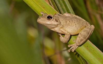 Cuban tree frog / Cubaanse boomkikker