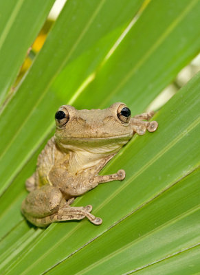 Cuban tree frog / Cubaanse boomkikker