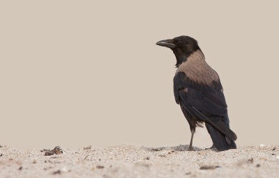 Hooded crow / Bonte kraai 