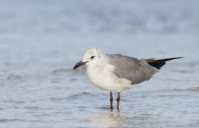 Laughing gull / Lachmeeuw