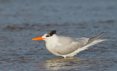 Royal tern / Koningsstern (T. m. maximus)