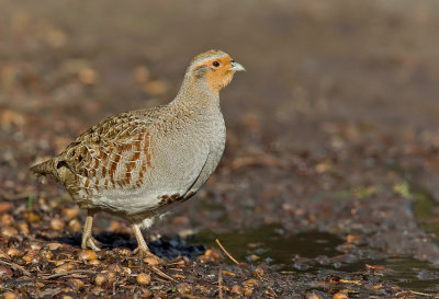 Partridge / Patrijs