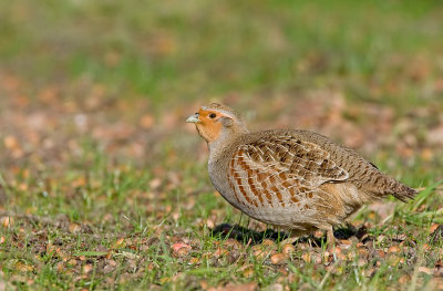 Partridge / Patrijs