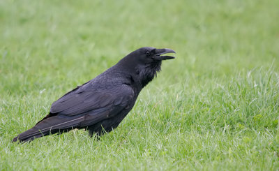 Raven / Raaf