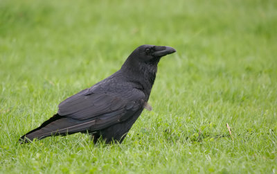Raven / Raaf