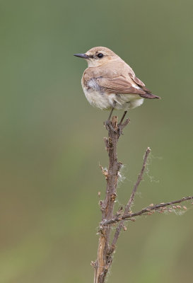 Isabelline Wheatear / Izabeltapuit