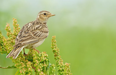 Sky lark / Veldleeuwrik 