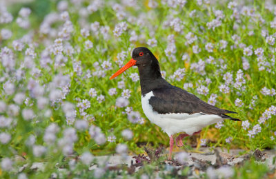 Oystercatcher / Scholekster