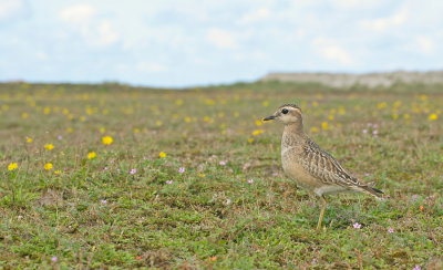 Dotterel / Morinelplevier