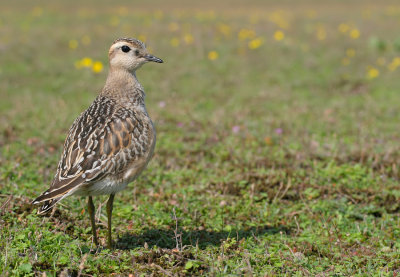 Dotterel / Morinelplevier