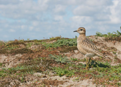 Dotterel / Morinelplevier