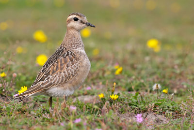 Dotterel / Morinelplevier