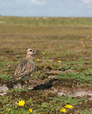 Dotterel / Morinelplevier