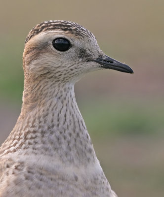 Dotterel / Morinelplevier