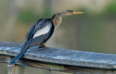 Anhinga / Amerikaanse Slangenhalsvogel