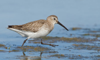 Dunlin / Bonte strandloper