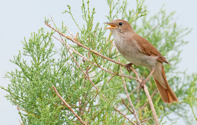 Common Nightingale / Nachtegaal