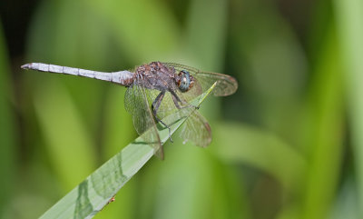 Keeled Skimmer / Beekoeverlibel 