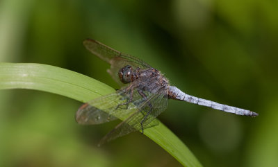 Keeled Skimmer / Beekoeverlibel 