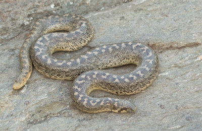 Sand boa / Zand boa