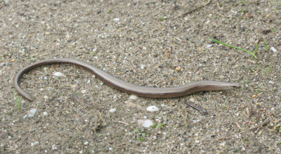 Hazelworm / Slow Worm 