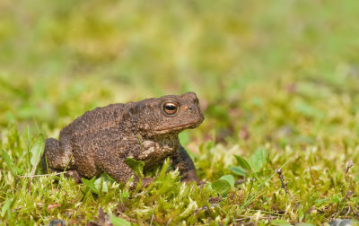 Gewone pad / Common Toad