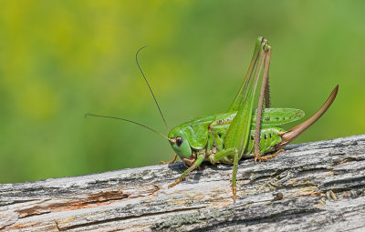 Wart-biter cricket / Wrattenbijter