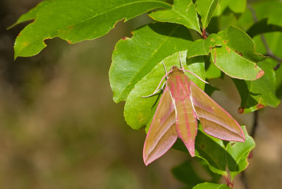 Elephant Hawk-moth / Groot Avondrood