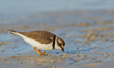 Semipalmated Plover / Amerikaanse bontbekplevier