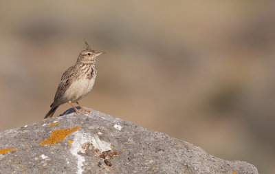 Crested Lark / Kuifleeuwerik