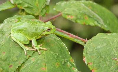 Common tree frog / Boomkikker