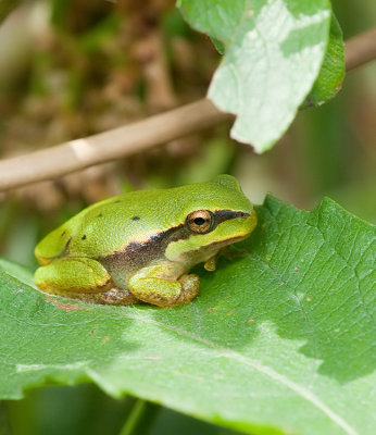 Common tree frog / Boomkikker