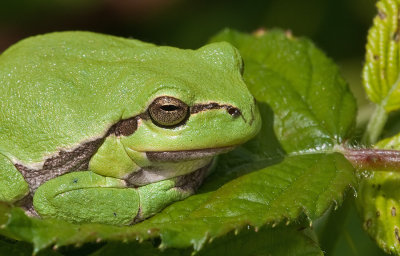 Common tree frog / Boomkikker