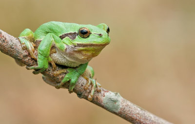 Common tree frog / Boomkikker