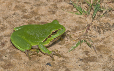 Common tree frog / Boomkikker