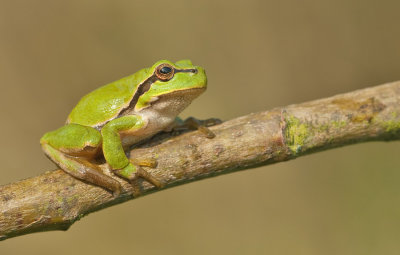 Common tree frog / Boomkikker