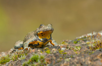 Yellow bellied toad / Geelbuikvuurpad