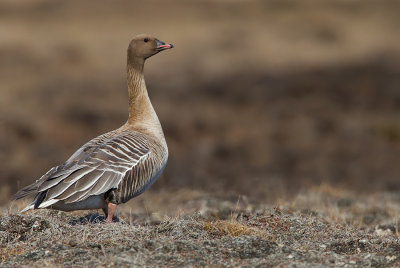 Pink-footed goose / Kleine rietgans