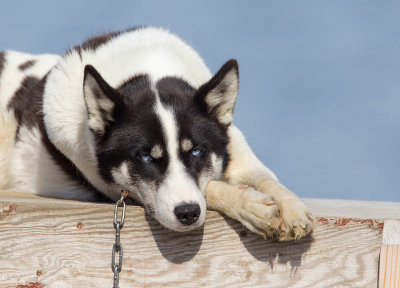 Husky 