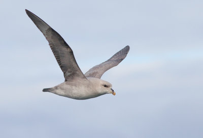 Northern Fulmar / Noordse Stormvogel