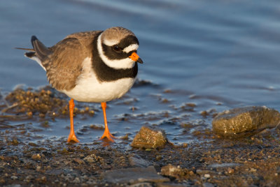 Ringed plover / Bontbekplevier