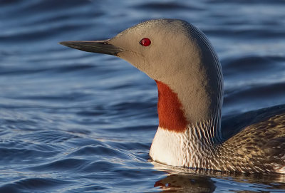 Red-throated Diver / Roodkeelduiker