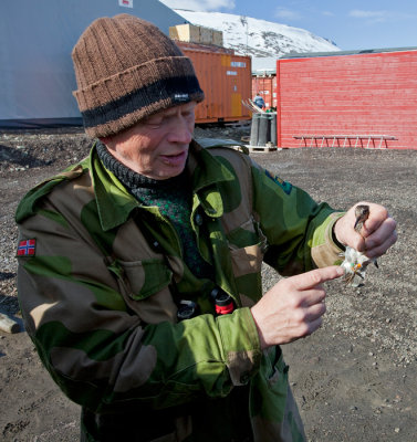 Purple sandpiper being ringed at the ringing course.