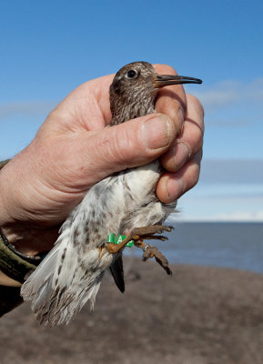 Purple sandpiper being ringed at the ringing course.